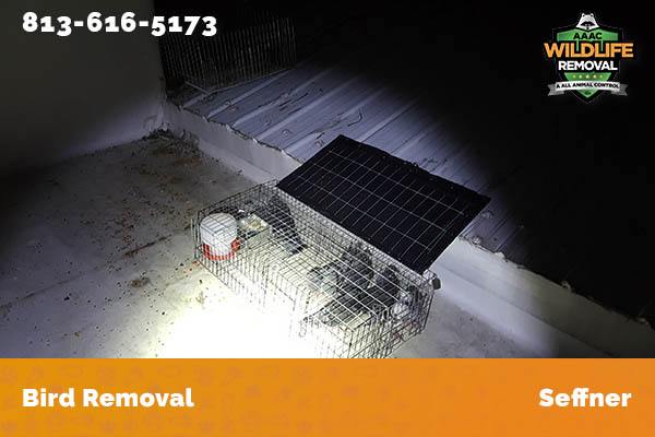 Bird Removal Seffner