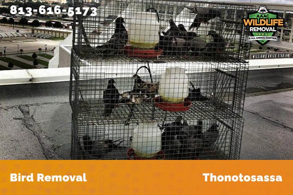 Bird Removal Thonotosassa