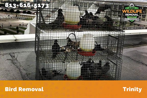 Bird Removal Trinity