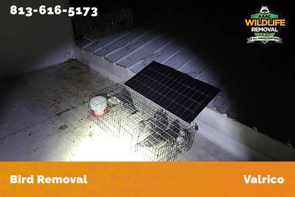 Bird Removal Valrico