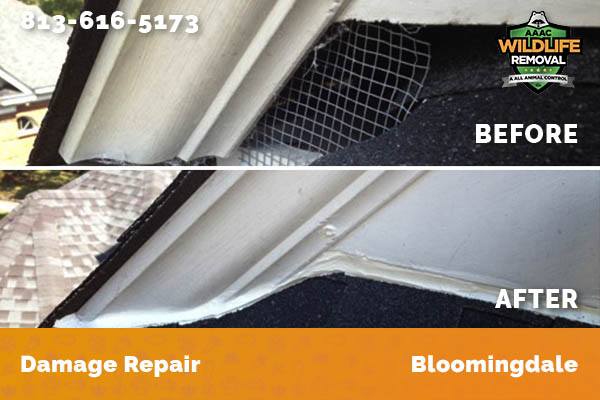 Damage Repair Bloomingdale