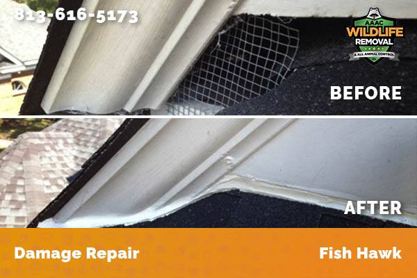 Damage Repair Fish Hawk
