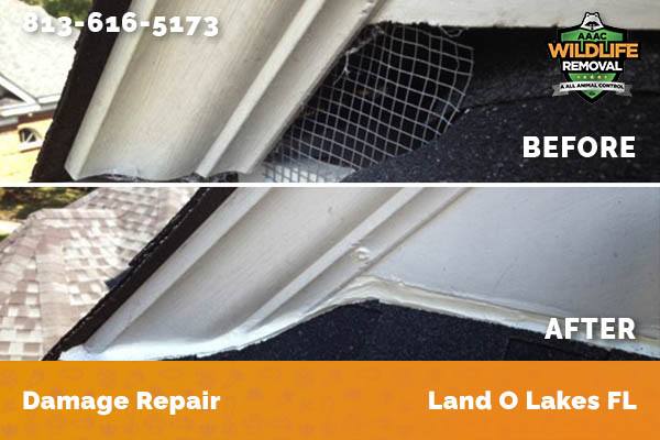 Damage Repair Land O Lakes