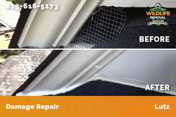 Damage Repair Lutz