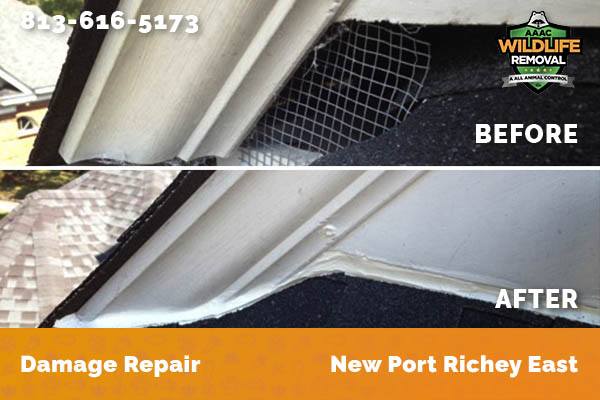 Damage Repair New Port Richey East