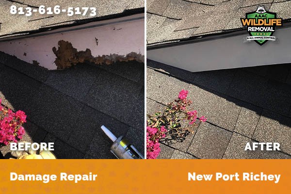Damage Repair New Port Richey