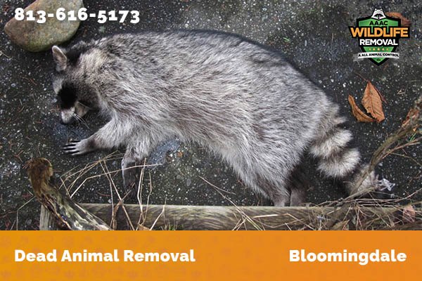 Dead Animal Removal Bloomingdale