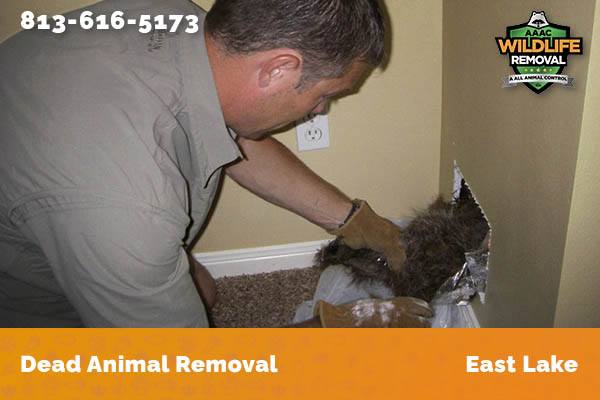 Dead Animal Removal East Lake