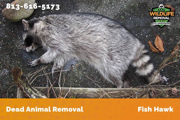 Dead Animal Removal Fish Hawk
