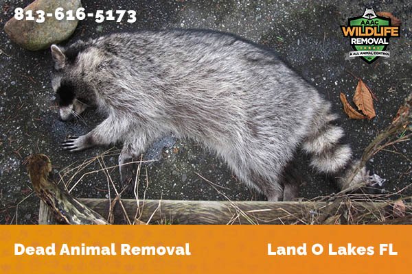 Dead Animal Removal Land O Lakes
