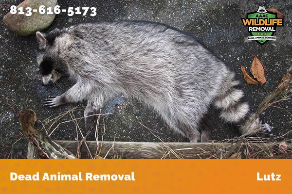 Dead Animal Removal Lutz