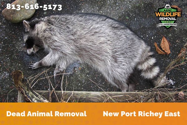 Dead Animal Removal New Port Richey East