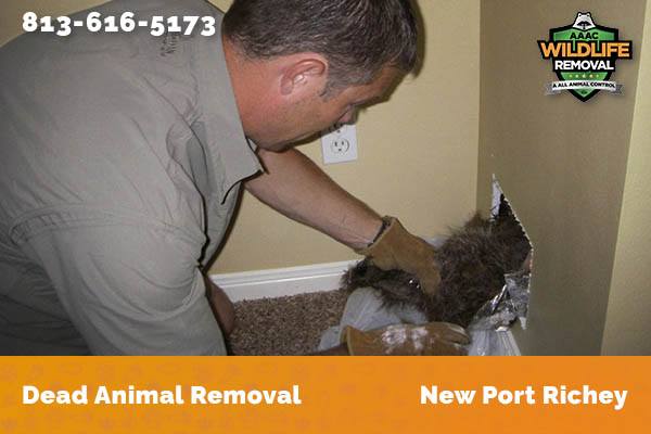 Dead Animal Removal New Port Richey