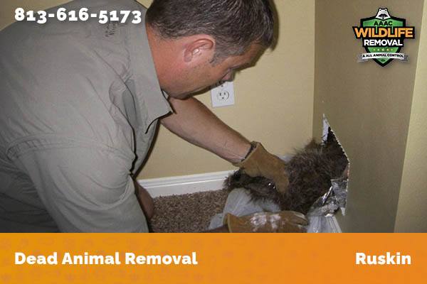 Dead Animal Removal Ruskin