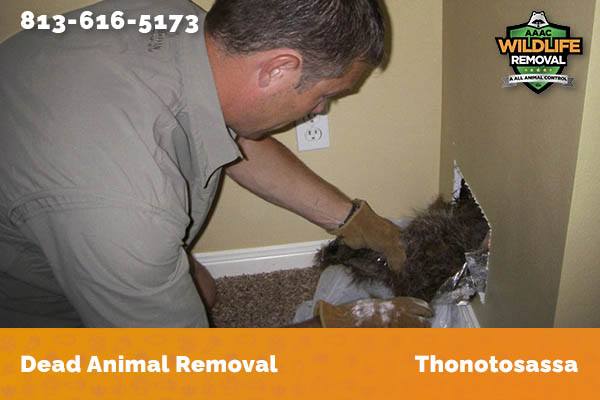 Dead Animal Removal Thonotosassa