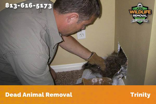 Dead Animal Removal Trinity