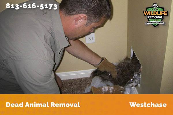 Dead Animal Removal Westchase