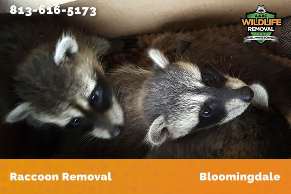 Raccoon Removal Bloomingdale