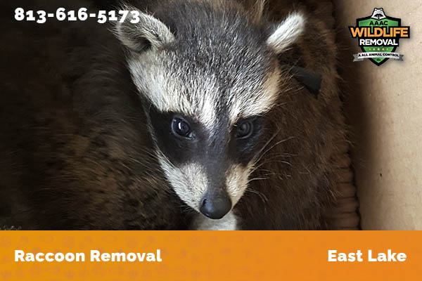 Raccoon Removal East Lake