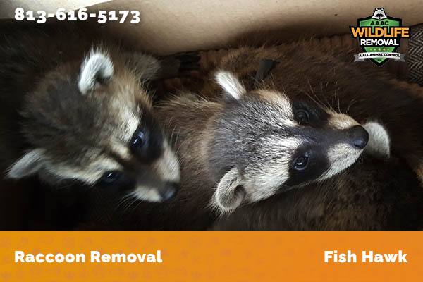 Raccoon Removal Fish Hawk