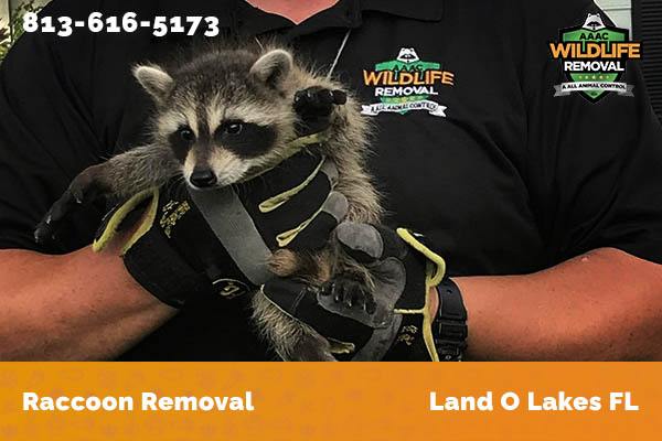 Raccoon Removal Land O Lakes