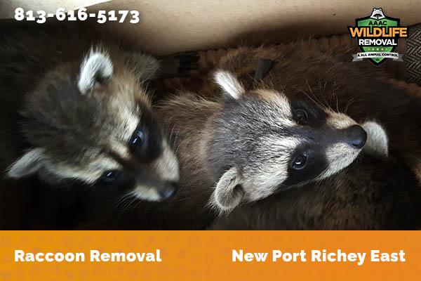 Raccoon Removal New Port Richey East