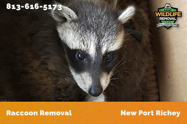Raccoon Removal New Port Richey