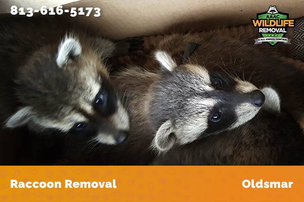 Raccoon Removal Oldsmar