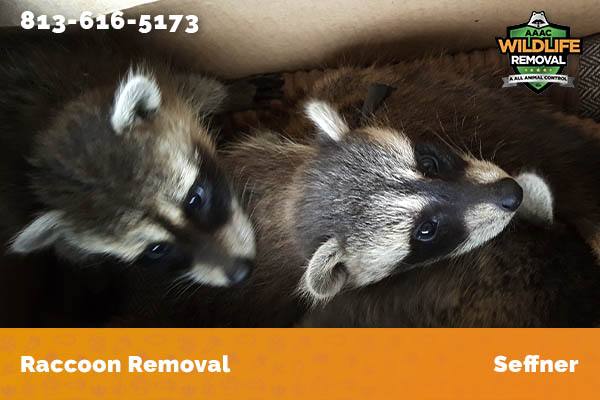 Raccoon Removal Seffner