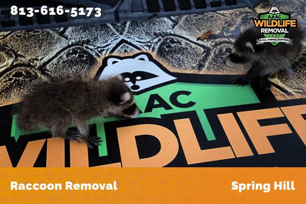 Racoon Removal Spring Hill