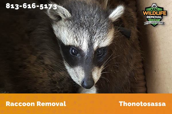 Raccoon Removal Thonotosassa