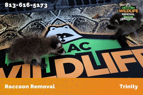 Raccoon Removal Trinity