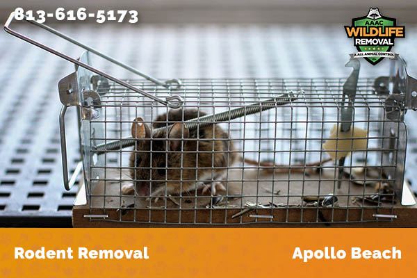 Rodent Removal Apollo Beach