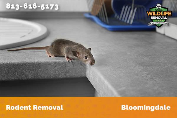 Rodent Removal Bloomingdale