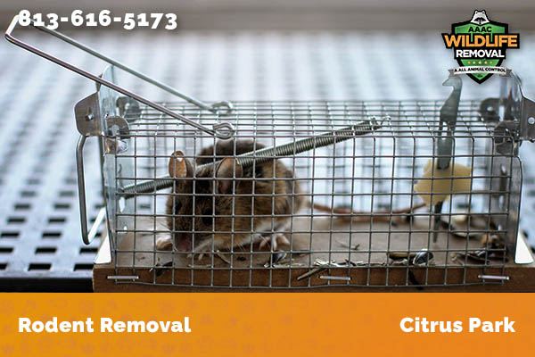 Rodent Removal Citrus Park