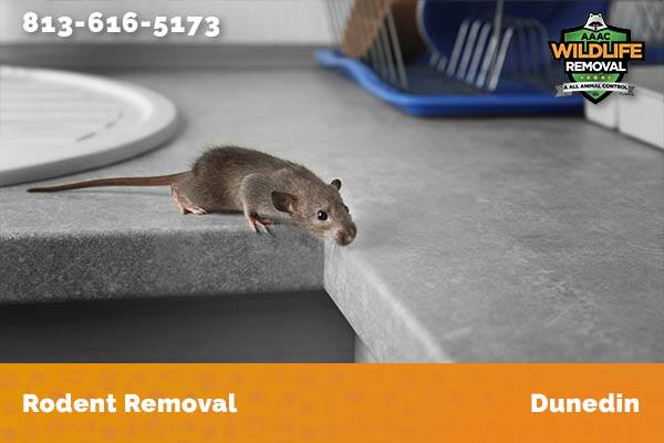 Rodent Removal Dunedin