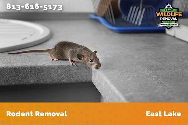 Rodent Removal East Lake