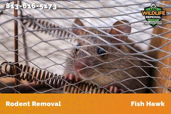 Rodent Removal Fish Hawk