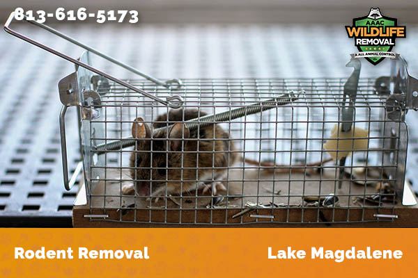 Rodent Removal Lake Magdalene
