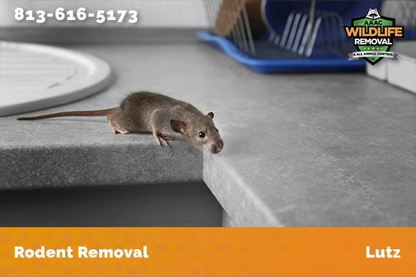 Rodent Removal Lutz