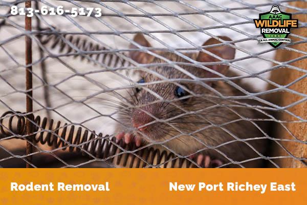 Rodent Removal New Port Richey East