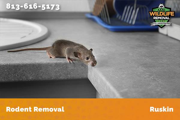 Rodent Removal Ruskin