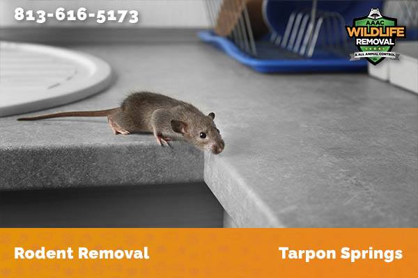 Rodent Removal Tarpon Springs