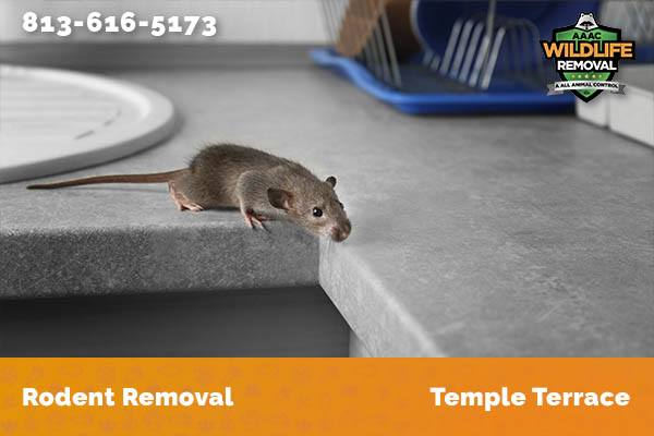 Rodent Removal Temple Terrace