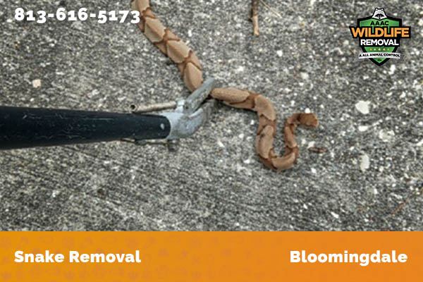 Snake Removal Bloomingdale