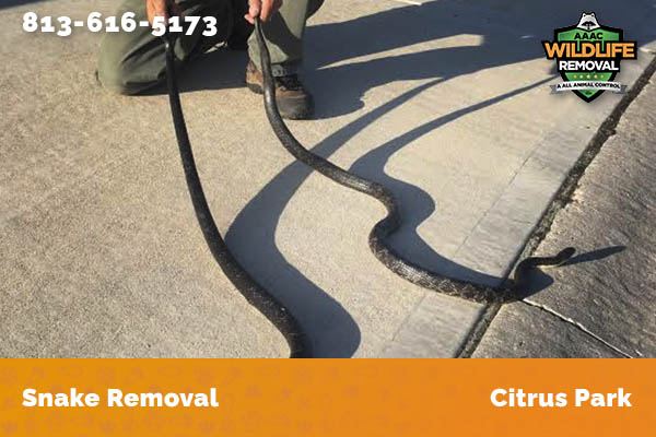 Snake Removal Citrus Park