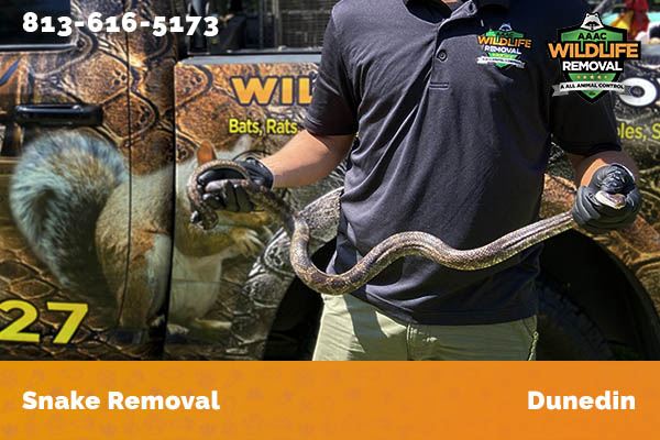 Snake Removal Dunedin