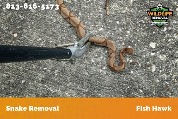 Snake Removal Fish Hawk