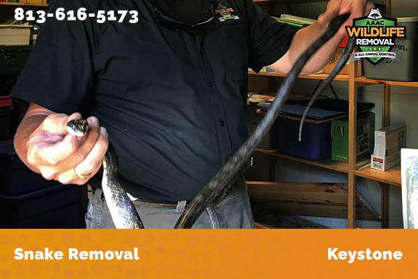 Snake Removal Keystone