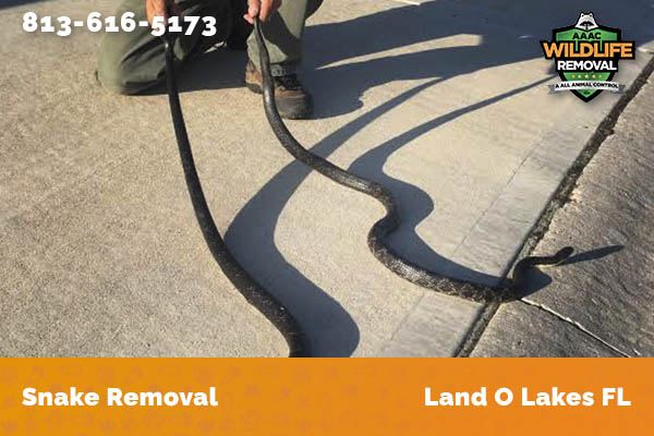 Snake Removal Land O Lakes